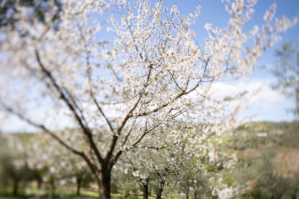 ciliegi in fiore a primavera