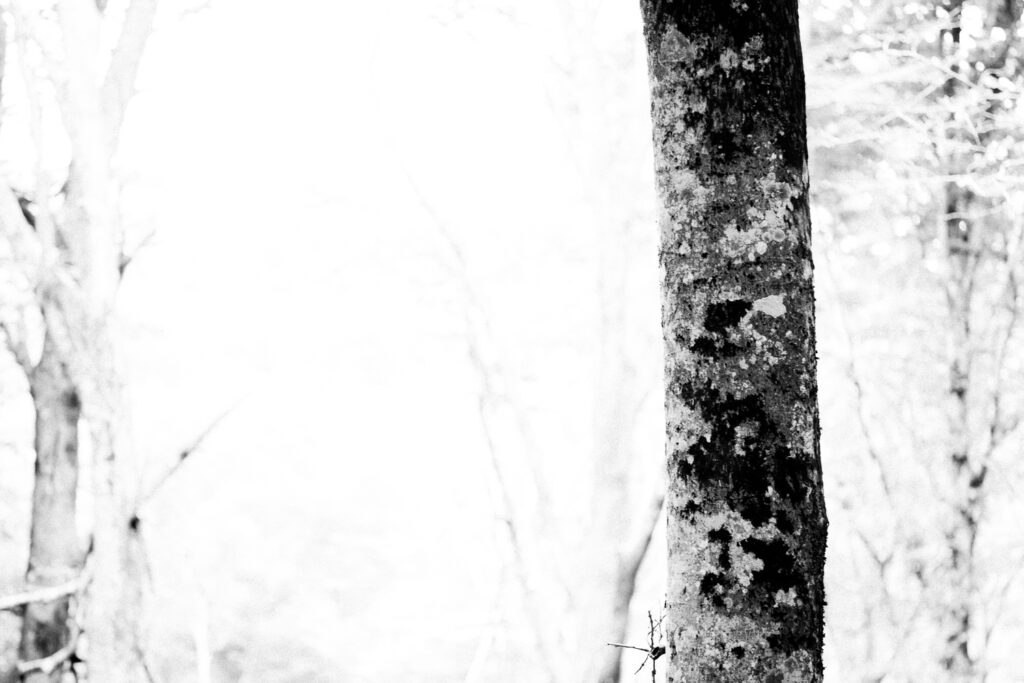 foto fine art in bianco e nero di un faggio